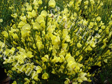 Cytisus all gold